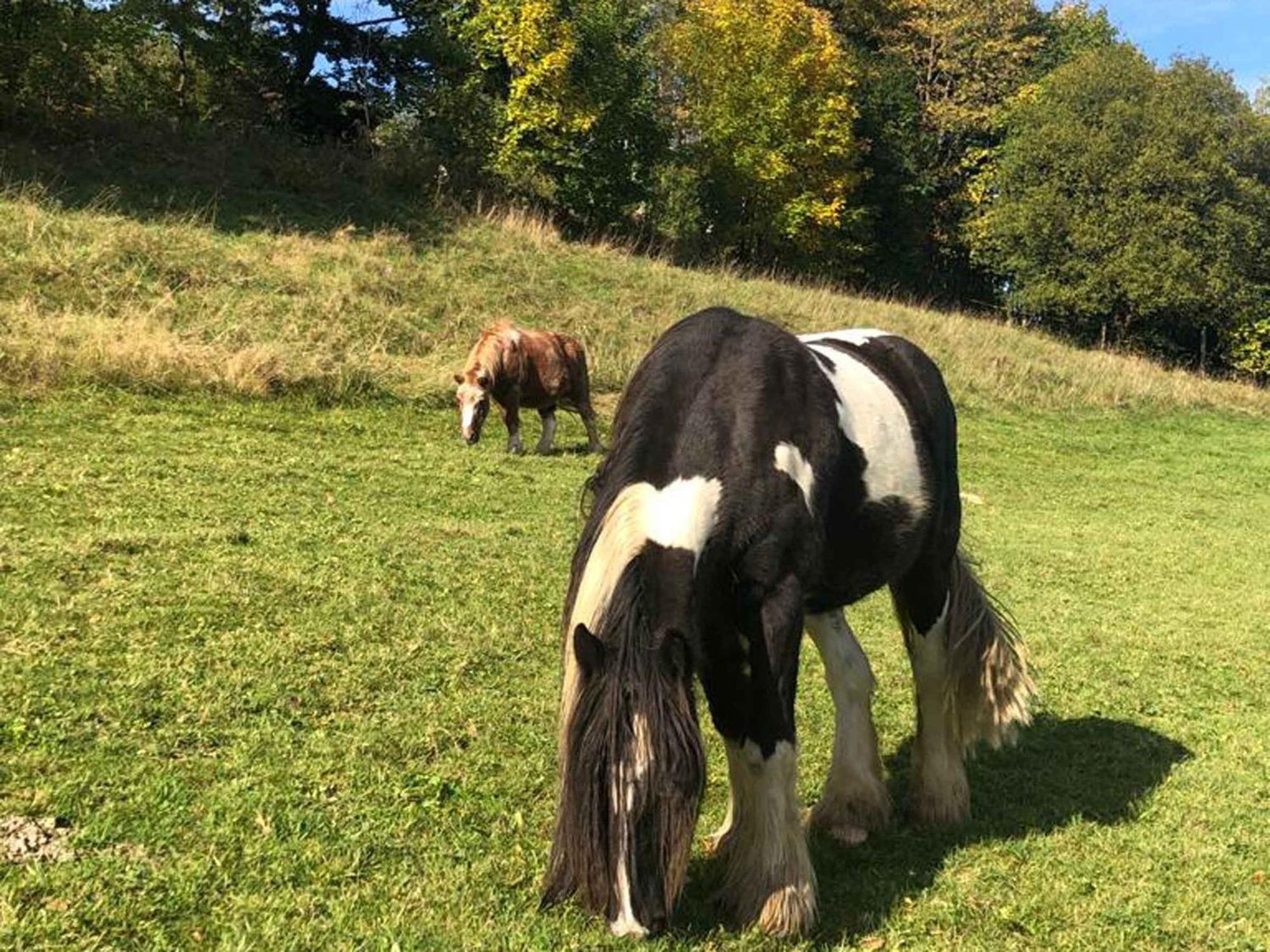 Ferienwohnungen Familie Schauerte Schmallenberg Buitenkant foto